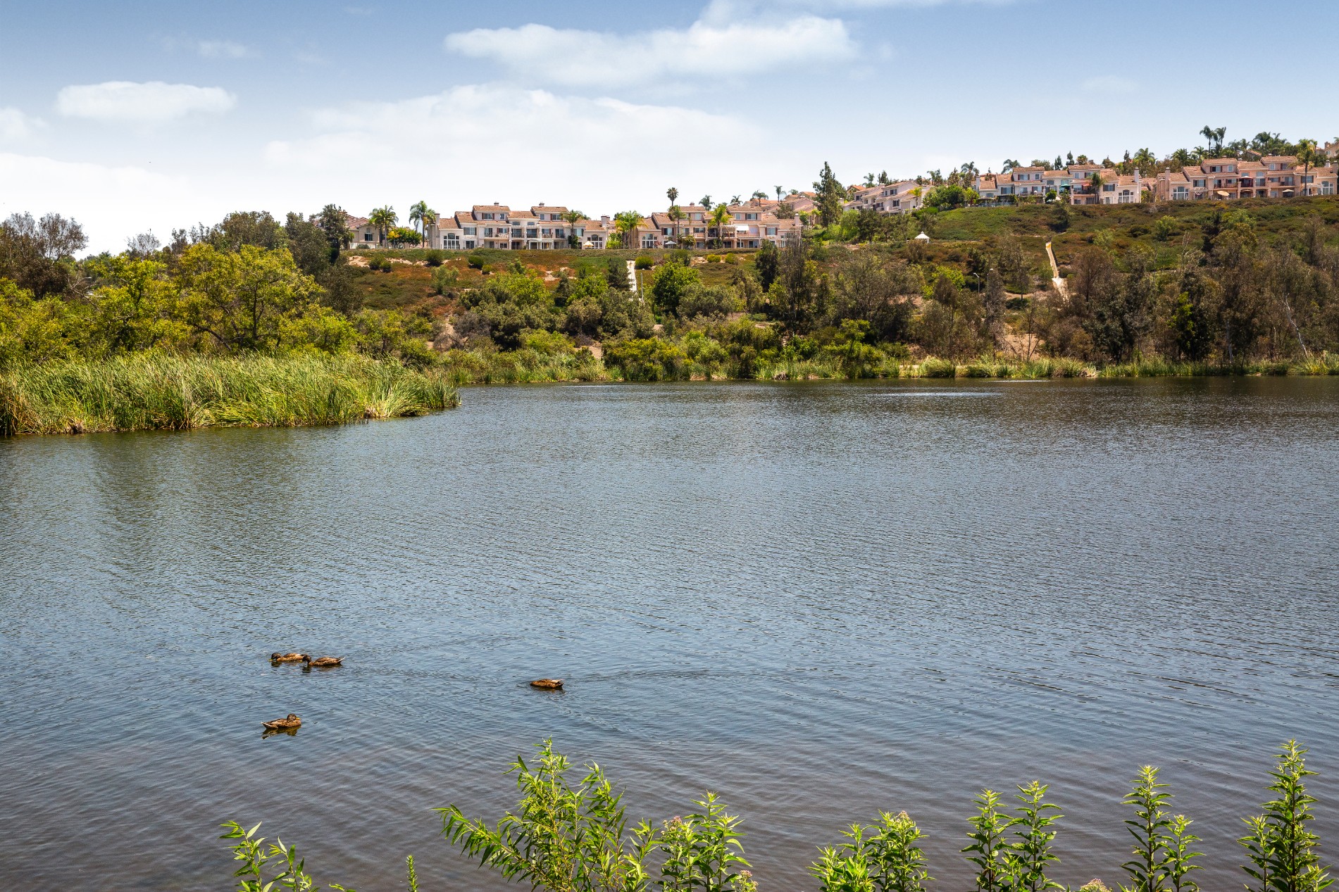 Laguna Niguel Real Estate Trends Surterre Properties