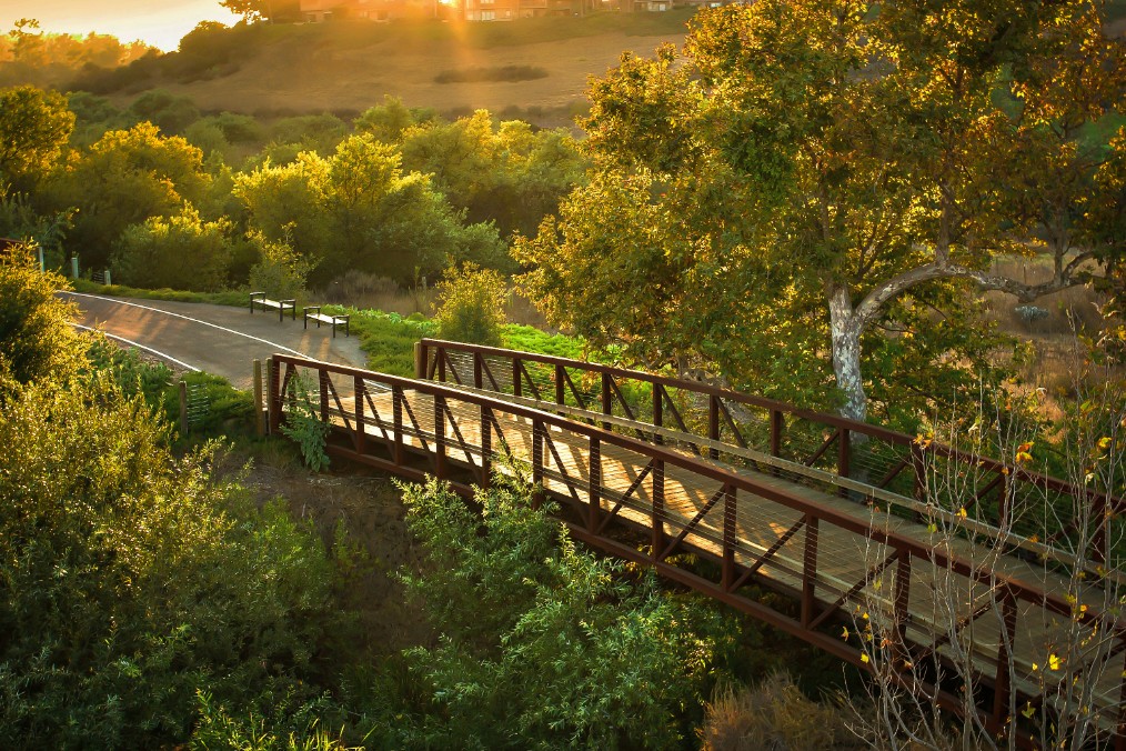 Shady Canyon