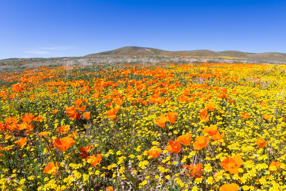 LA Times Where to see the super bloom around Los Angeles