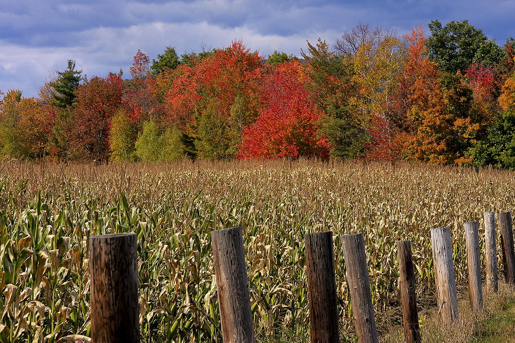 Corn Season in New Hampshire