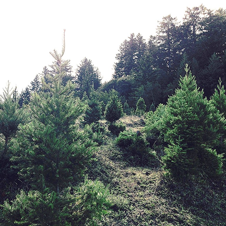 The Top Christmas Tree Farms Around Austin