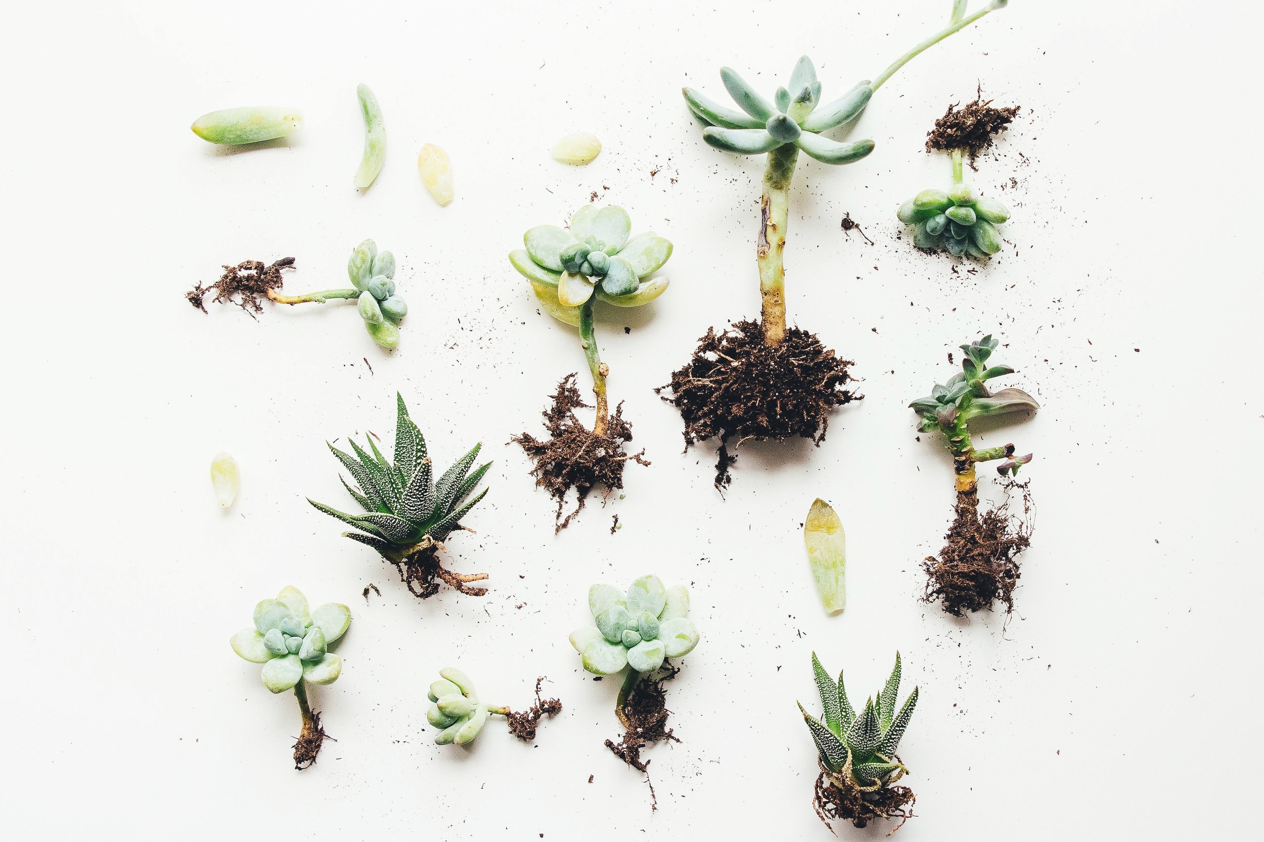 Plants that Can Withstand the Texas Heat