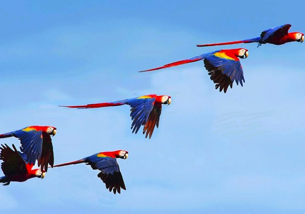 The return of the Scarlet Macaws | Blog | LangstonRealty.com