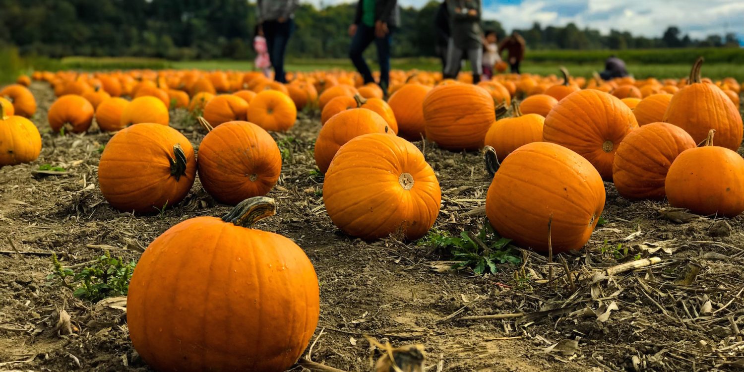 Pumpkin patches in houston
