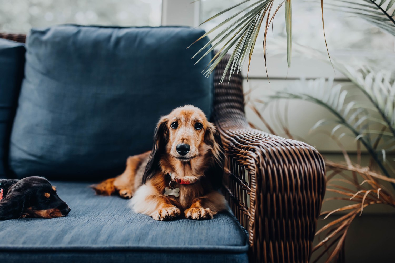 7 Smart Home Devices Every Pet Parent Needs