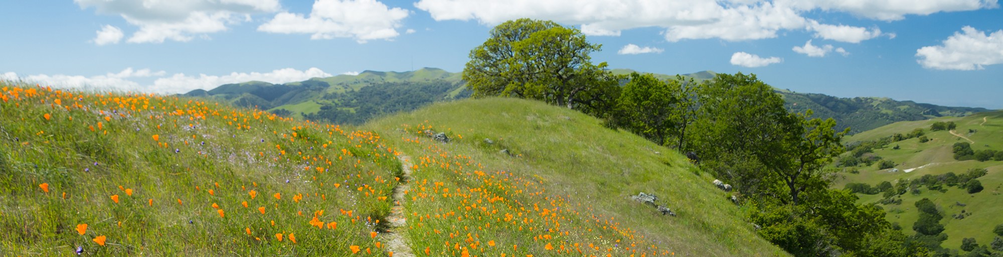 Native Plants, Rewilding and Home Values in the East Bay