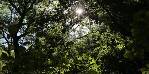 Sunshine through the trees at Nasketucket Bay State Reservation in Mattapoisett, MA