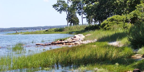 A sunny view of Great Neck Wildlife Sanctuary in Wareham, Massachusetts