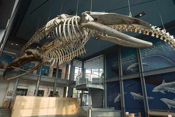 The skeleton of a whale displayed at the New Bedford Whaling Museum in New Bedford, MA