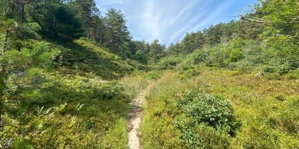 A view of the Cherry Pond Loop trail at Myles Standish State Forest, Massachusetts