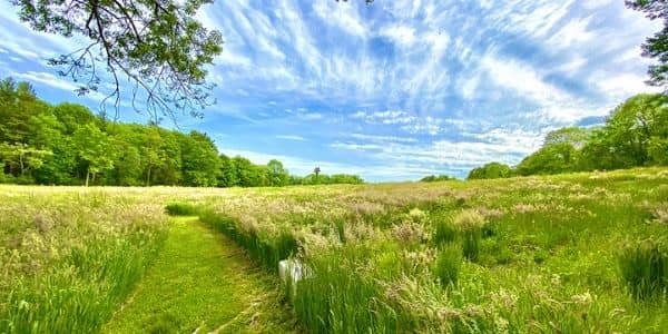 A grassy trail through a sunlit meadow at Mass Audubon's North River Wildlife Sanctuary in Marshfield, Massachustts