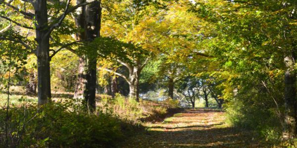 A hiking trail at World's End in Hingham, MA, shaded by trees on an autumn day