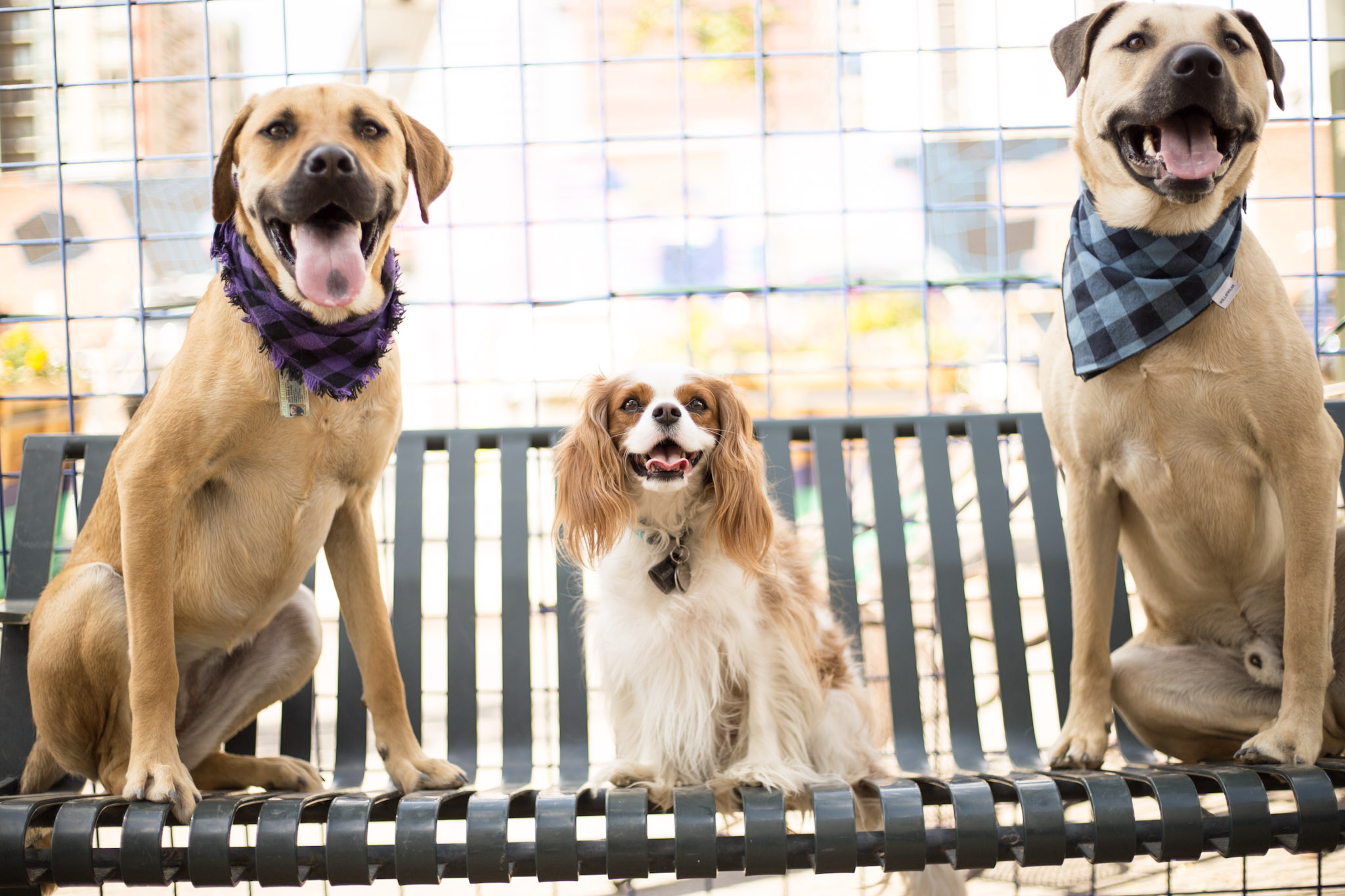 New Things to Do in Denver Pop Up Park Dwelling at the MileHigh Line