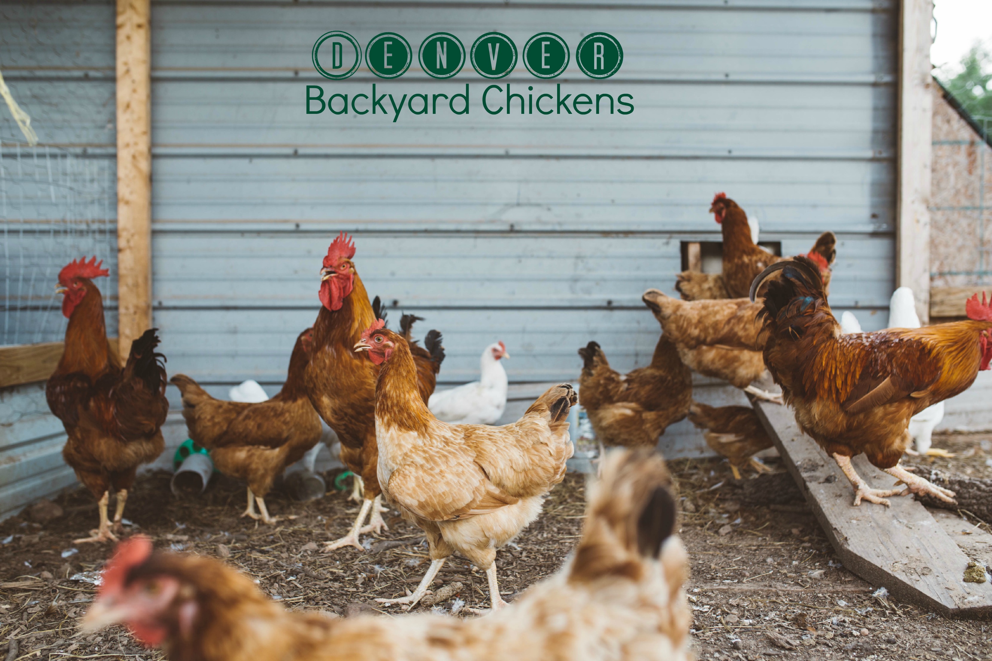 can-i-have-backyard-chickens-in-denver-denver-blog-find-your-urban