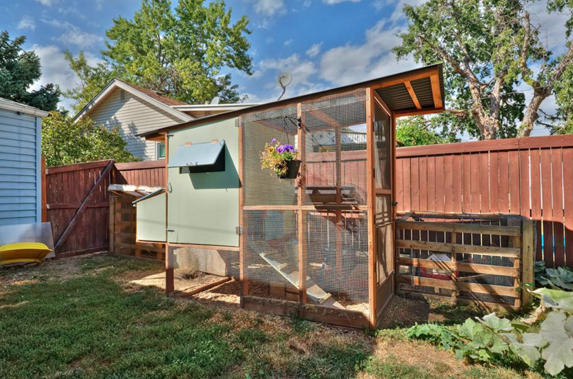 Can I Have Backyard Chickens In Denver Denver Blog Find Your Urban